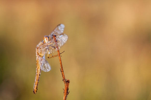 Dragonfly w zakończeniu up