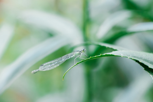 Dragonfly Zielona Strzałka Siedzi Na Liściu Trawy