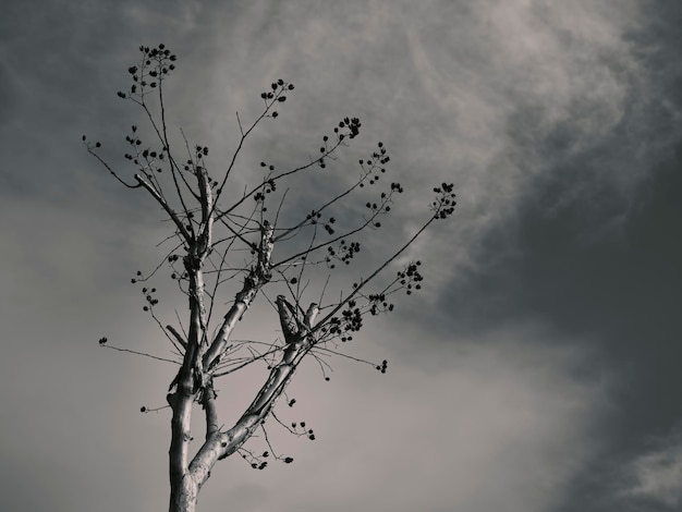 Dramatyczne niebo i samotne drzewo