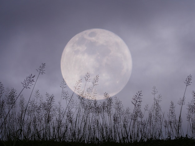 Zdjęcie dramatyczny nocne niebo z księżyc w pełni i łąką dla halloween tła.