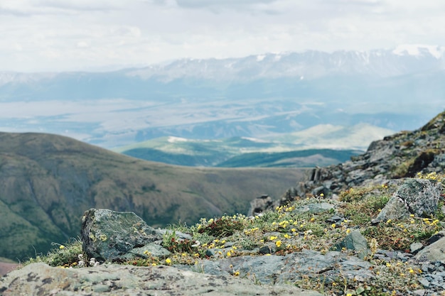 Dramatyczny panoramiczny krajobraz gór skalistych wśród burzowych chmur Kwitnące polarne kwiaty maku na górskim szczycie