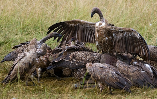 Drapieżne ptaki zjadają zdobycz na sawannie Kenia Tanzania Safari Afryka Wschodnia