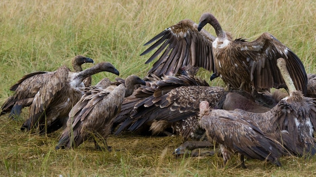 Drapieżne ptaki zjadają zdobycz na sawannie Kenia Tanzania Safari Afryka Wschodnia