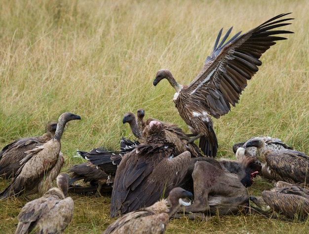 Drapieżne ptaki zjadają zdobycz na sawannie Kenia Tanzania Safari Afryka Wschodnia