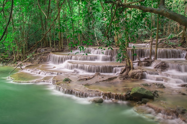 drewna tropikalnego drzewa las natura