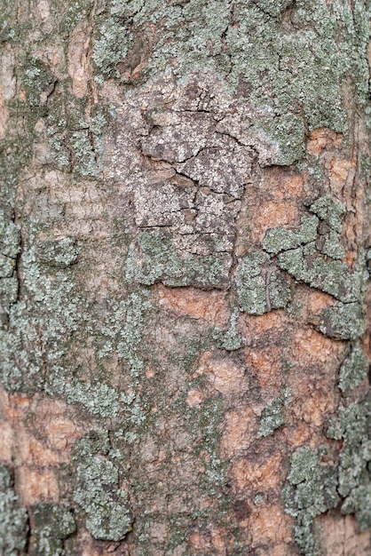 Drewniana kora tło Tekstura drewnianej kory z zielonym mchem na pniu drzewa Selektywna ostrość