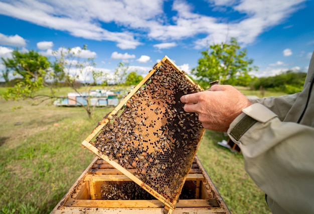 Drewniana rama ula do pszczelarstwa Miód na pasiece