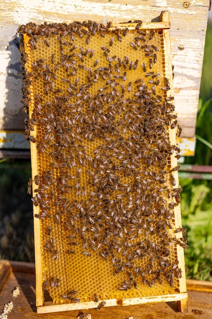 Zdjęcie drewniana ramka miodowa z owadami organiczne plastry miodu z woskiem pszczelim