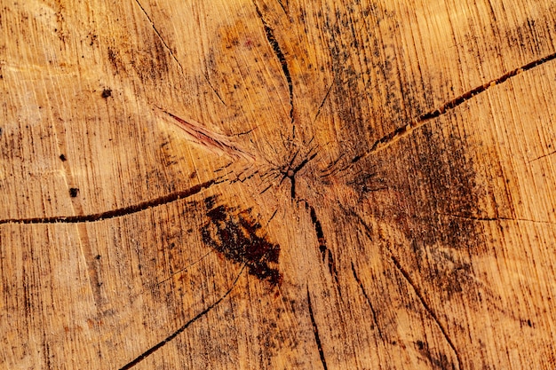 Drewniana rżnięta sekcja drzewo jako tło