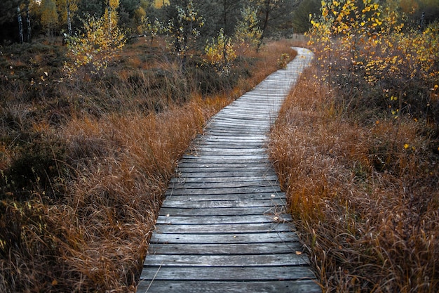 Zdjęcie drewniana ścieżka na wrzosowisku jesienią
