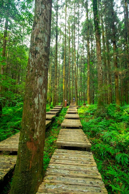 Drewniana ścieżka w lesie dla wspinaczy, aby bezpiecznie chodzić