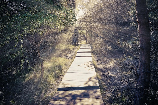 Zdjęcie drewniana ścieżka w lesie w przyrodzie