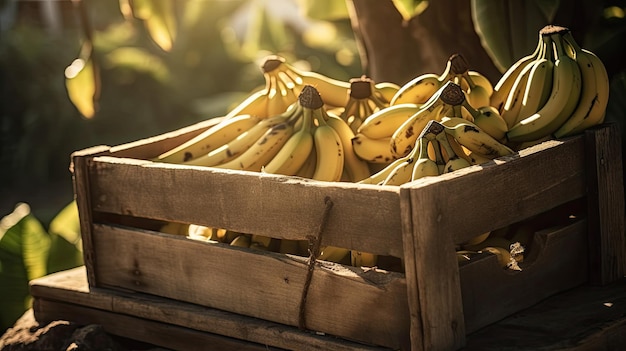 Drewniana skrzynia bananów jest wypełniona bananami.