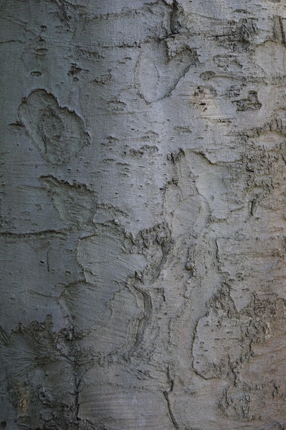 Drewniana tekstura kory drzewa