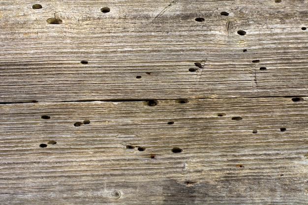 Drewniane deski zniszczone przez termity