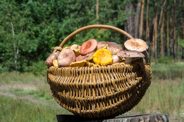 Drewniane kosze na ziemi są pełne jadalnych grzybów różowych rusula chanterelles grzybów wśród roślinności leśnej Tradycja zbierania grzybów