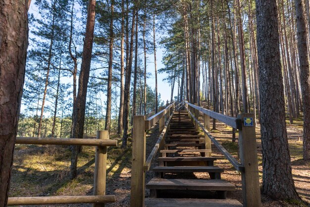 Drewniane schody na leśnej ścieżce spacerowej