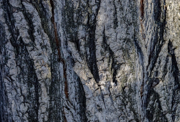 Drewniane tło tekstury kory drzewa tło