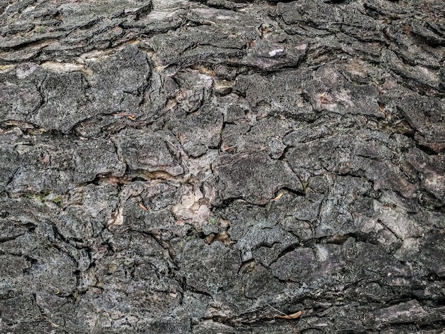 Drewnianej tekstury tła powierzchni stary naturalny wzór