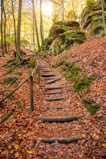Drewniani schodki między drzewami Kokorin w północnych cyganerii w jesieni, republika czech