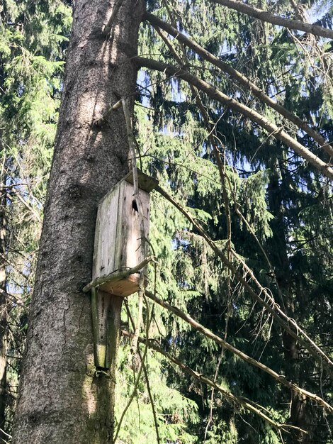 Drewniany brązowy domek dla ptaków w lesie na sośnie