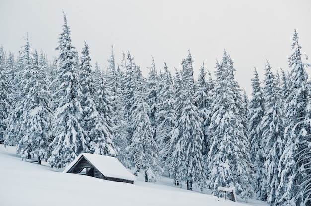 Drewniany dom w sosnach pokrytych śniegiem na górze Chomiak, Piękne zimowe krajobrazy Karpat, Ukraina, Mróz przyroda,
