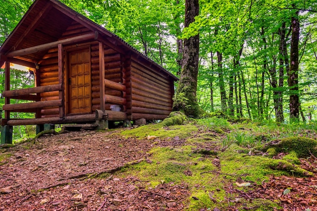 Zdjęcie drewniany domek leśny