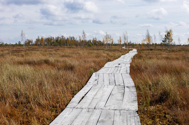 Zdjęcie drewniany ekotrop w bagnach białorusi w jesienne popołudnie ścieżka ekologiczna