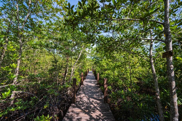 Drewniany most chodnik w Kung krabaen bay Las namorzynowy w chanthaburi city, tajlandia.