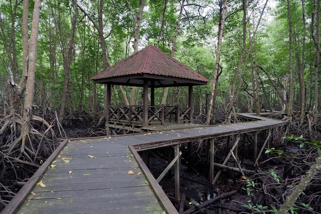 drewniany most do spaceru po środku lasu mangrowego turystyka na świeżym powietrzu
