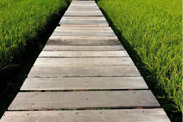 Drewniany most między polem ryżowym