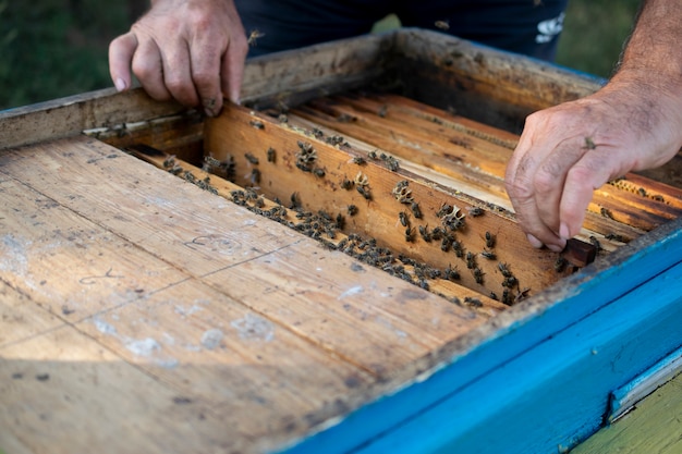 Zdjęcie drewniany ul z pszczołami, owadami pożytecznymi, pszczelarzem