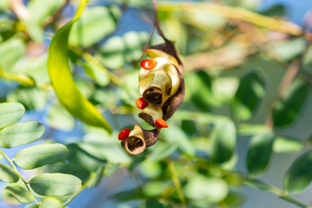 Drewno brazylijskie PauBrazylijskie czerwone nasiona Caesalpinia echinata