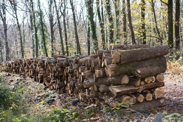 Drewno opałowe kłody drzew pnie zapasów spiętrzone