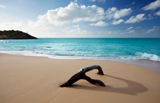 Driftwood Na Karaibskiej Plaży Antigua