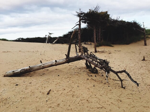 Zdjęcie driftwood na piaszczystej plaży