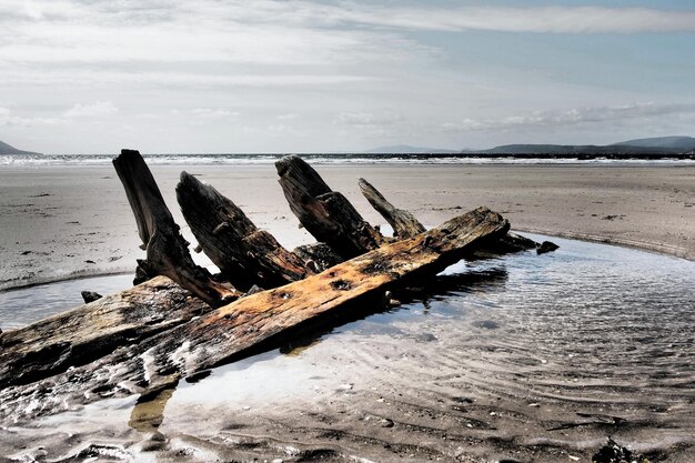 Driftwood na plaży na chmurnym niebie