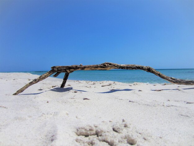 Driftwood na plaży na tle jasnego niebieskiego nieba