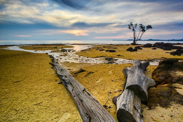 Driftwood na plaży na tle nieba podczas zachodu słońca