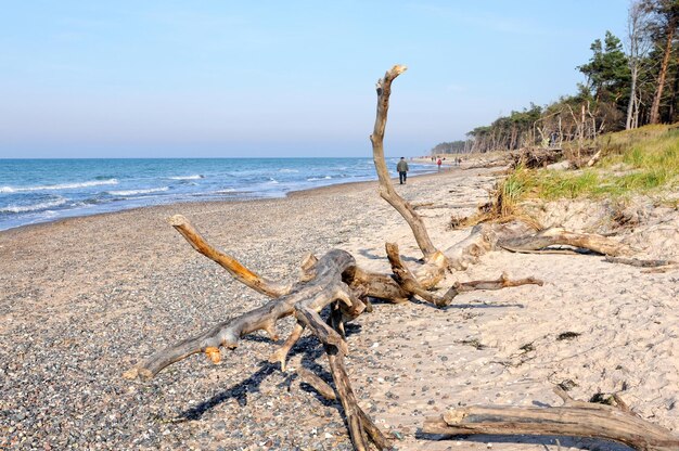 Driftwood na plaży na tle nieba