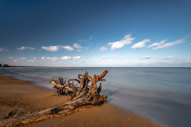 Zdjęcie driftwood na plaży na tle nieba