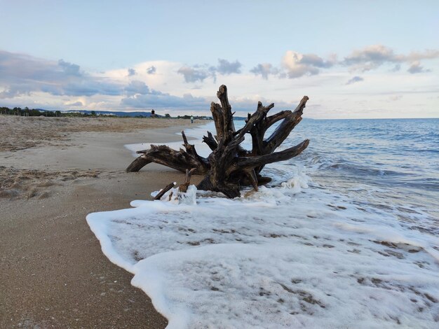 Zdjęcie driftwood na plaży na tle nieba