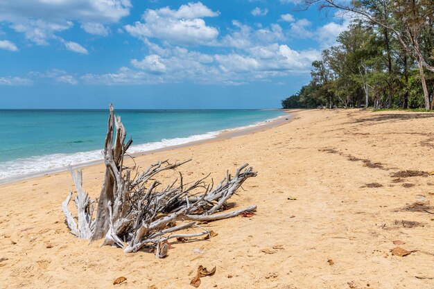 Zdjęcie driftwood na plaży na tle nieba