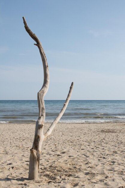 Zdjęcie driftwood na plaży na tle nieba