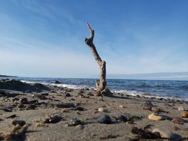 Driftwood Na Plaży Na Tle Nieba