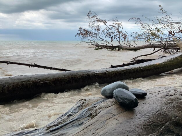 Zdjęcie driftwood na plaży na tle nieba