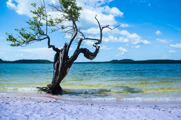 Zdjęcie driftwood na plaży na tle nieba