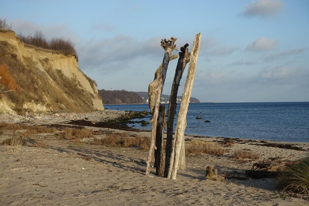 Zdjęcie driftwood na plaży na tle nieba