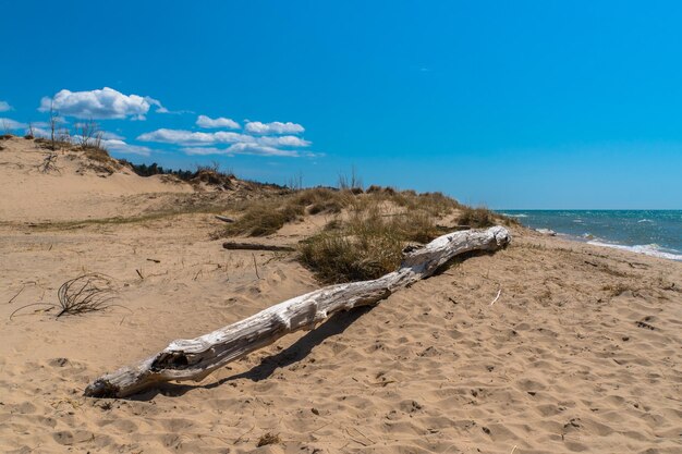 Zdjęcie driftwood na plaży na tle niebieskiego nieba