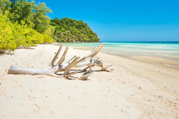 Zdjęcie driftwood na plaży nad morzem przeciwko niebu